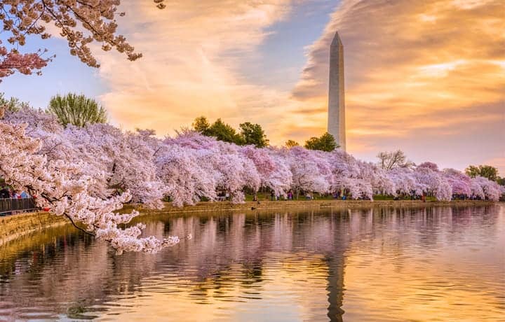 Washington D.C. Cherry Blossom Festival    